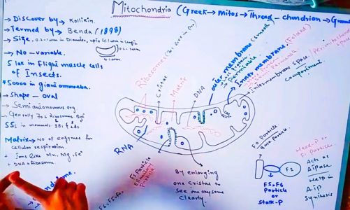 Structure of Mitochondria in urdu/hindi | Power house of cell | Mitochondria in hindi, urdu, pashto