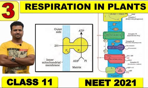 RESPIRATION IN PLANTS, Class 11 | Part 3 | ETS | Oxidative Phosphorylation | CBSC | NEET | NCERT