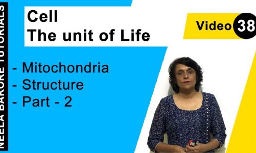 Cell – The Unit of Life – Mitochondria – Structure  – Part – 2