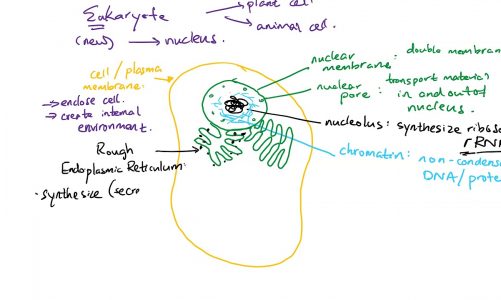 Unit 2 Cell Biology and Organelles