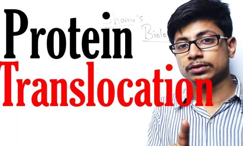 Protein translocation
