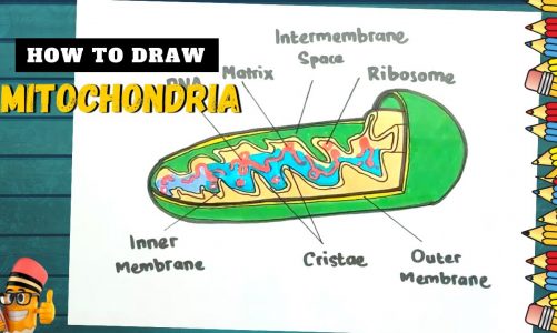 How to Draw Mitochondria