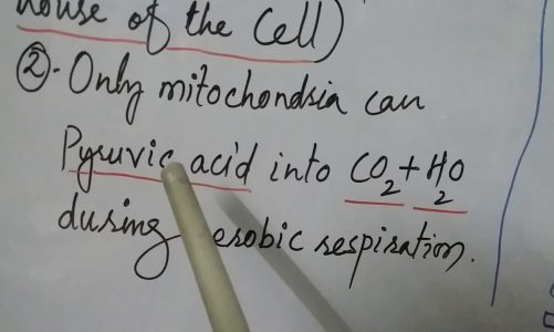 Mitochondria:power house  of the  cell