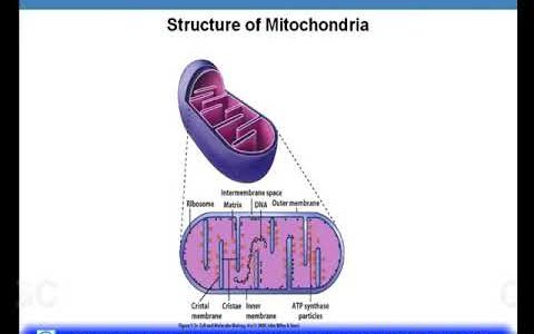 Mitochondria and Peroxisomes