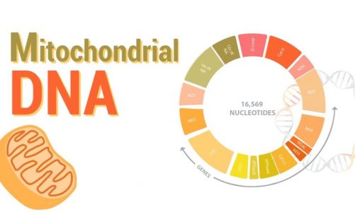 Mitochondrial DNA | mtDNA | All Mitochondrial genes detail