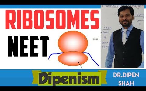 RIBOSOMES STRUCTURE & FUNCTION | Cell Unit of Life #Dipenism #NEET #Biology