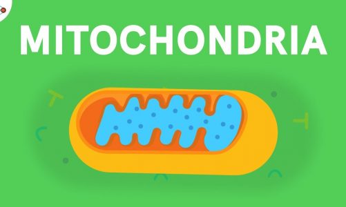 Mitochondria – Powerhouse of the Cell | Don't Memorise