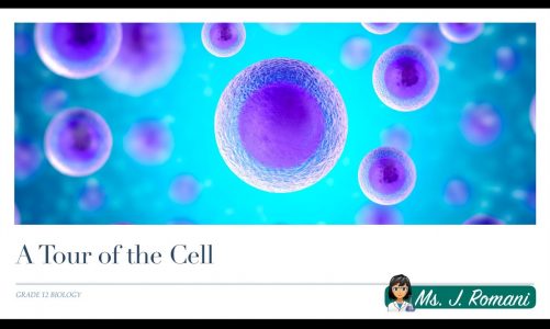 Lesson  Video – A Tour of the Cell