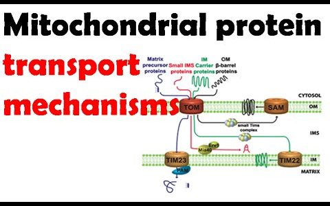Mitochondrial protein transport mechanisms