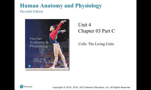 Anatomy and Physiology Chapter 3 Cells Part C