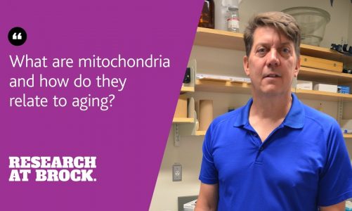What are mitochondria and how do they relate to aging?