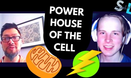 All About Mitochondria, Aging, and Disease with Dr Lee Know, ND