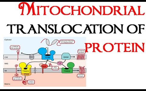 Mitochondrial translocation of proteins