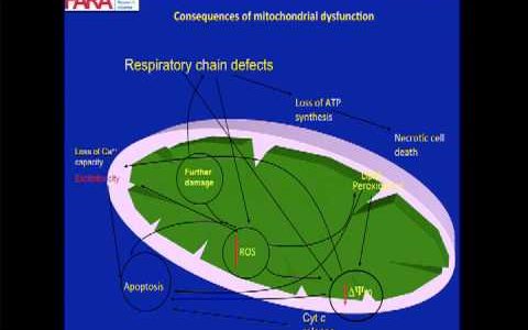 Role of Frataxin and Mitochondrial Dysfunction in Friedreich's Ataxia (1 of 13)