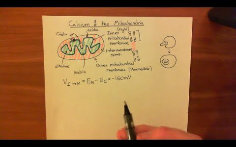 The Mitochondria and Calcium Homeostasis Part 1