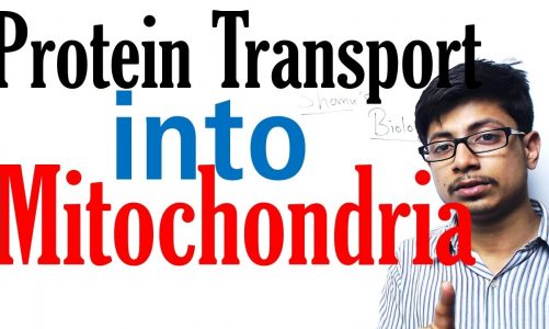 Protein transport in mitochondria
