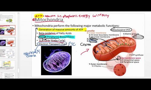 Mitochondria Overview: Structure and Function