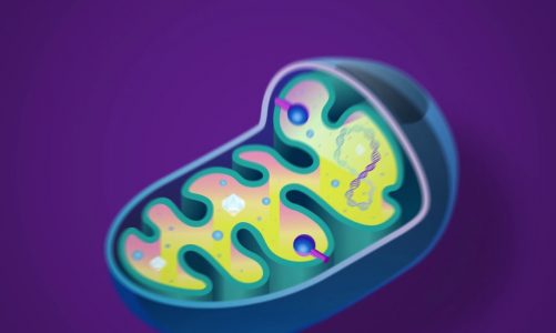 Total Mitochondria: A Powerhouse Kick To Your Cells