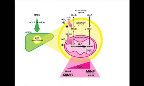 Mitochondrial reactive oxygen species in redox signaling and pathology by Mike Murphy