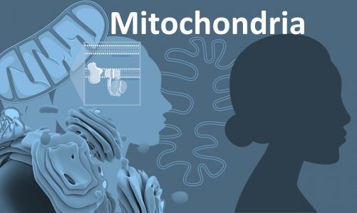 Mitochondria : from structure to function( overview)