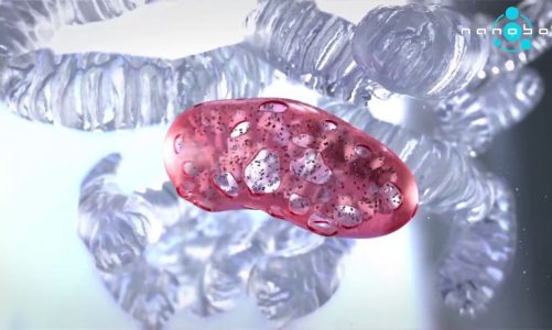 A human cardiomyocyte mitochondrion – 3D Medical Animation