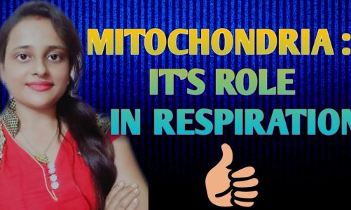 What is Mitochondria?- It's Structure and Its role in Respiration