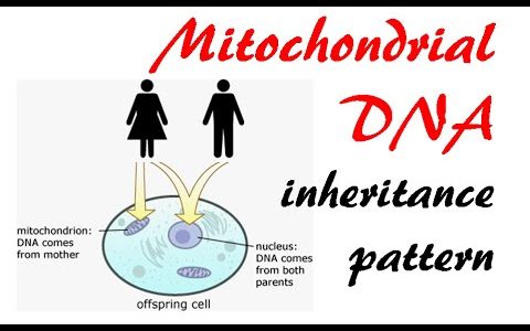 Mitochondrial DNA inheritance pattern