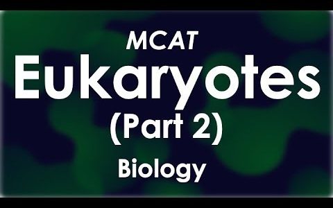 Eukaryotes (Part 2/2) – MCAT Biology