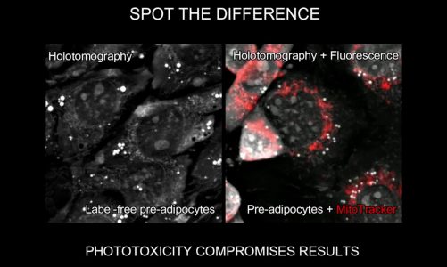 Label-free live cell imaging vs. fluorescence: Phototoxicity on Mitochondria – spot the difference