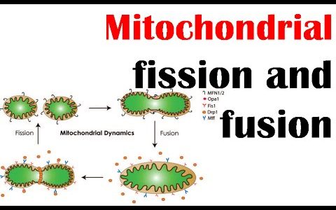 Mitochondrial fission and fusion