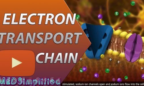 Electron Transport Chain ETC Made Easy