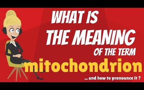 What is MITOCHONDRION? What does MITOCHONDRION mean? MITOCHONDRION meaning & explanation