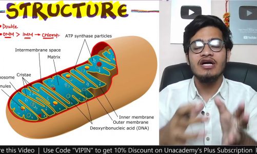 PC8L16: Mitochondria- Structure and Functions | Cardiolipin | Oxysomes or F0-F1 Particles