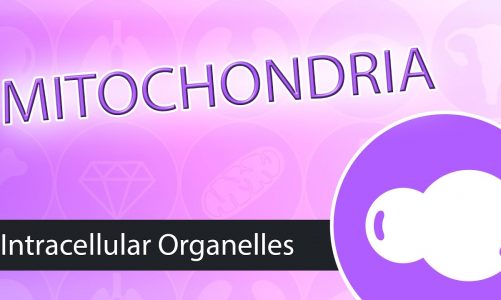 Intracellular Organelles- Mitochondria
