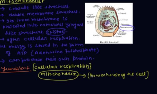 Mitochandria and Endoplasmic Reticulum | Class 9 Biology The Fundamental Unit of Life