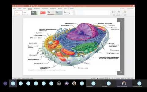 Term 1 Exam 1 Review – Cell biology, Biochem, & Physiology