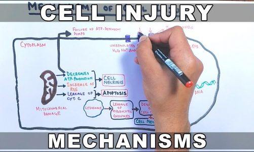 Mechanisms of Cell Injury
