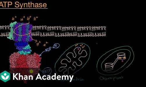 ATP synthase | Cellular energetics | AP Biology | Khan Academy