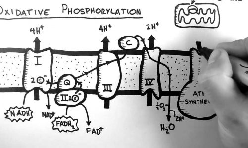 Cellular Respiration 5 – Oxidative Phosphorylation