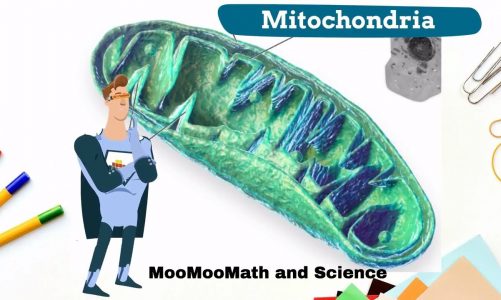 What happens in the mitochondria ?