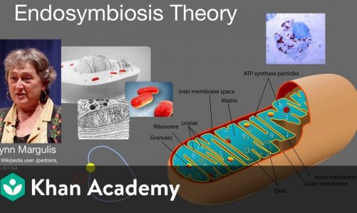 Endosymbiosis theory | Cell structure and function | AP Biology | Khan Academy