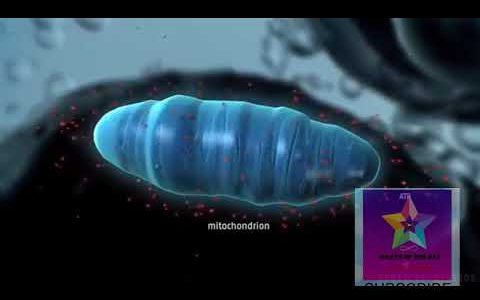 HOW DOES THE MITOCHONDRIA PRODUCE ATP/ANIMATION/2020/WATCH FULLY