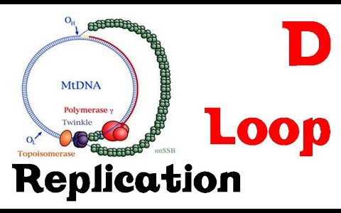 D loop replication