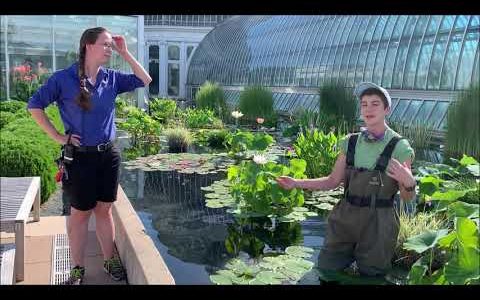 Como Park Zoo & Conservatory's Pollinator Exhibit Episode 11: Water Lilies