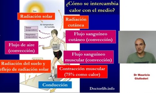 Fisiología de la homeostasis: cómo es la regulación de la temperatura corporal en los homeotermos