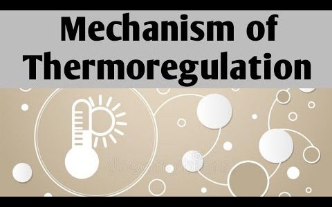 Mechanism of Thermoregulation || how mammals regulate their body temperature according to the enviro