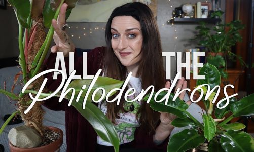 Philodendron Deep Dive Part One | Vlogmas Ep03