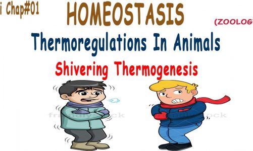 Xii Chap#01 Homeostasis (Thermoregulation in Animals) {Shivering} [Zoology]