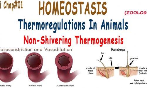 Xii Homeostasis Chap#01 [Thermoregulation in Animals] (Non-shivering) {Zoology}