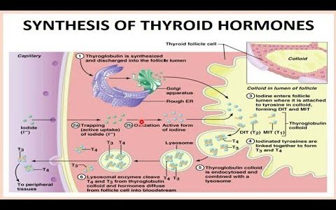 محاضرة 5 فسيولوجي الفرقة الثانية بيطري (Endocrinology (Thyroid gland